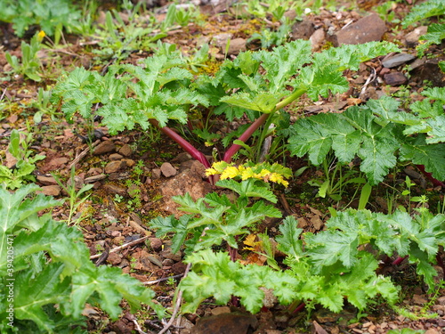 Thapsia (Thapsia nitida) photo