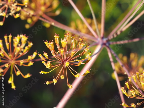 Thapsia (Thapsia nitida) photo