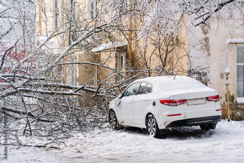 tree fell after heavy snowfall and crushed the cars parked near the house. © Alrandir