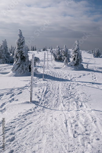 Frozen Trees in the Winter