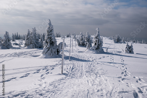 Frozen Trees in the Winter