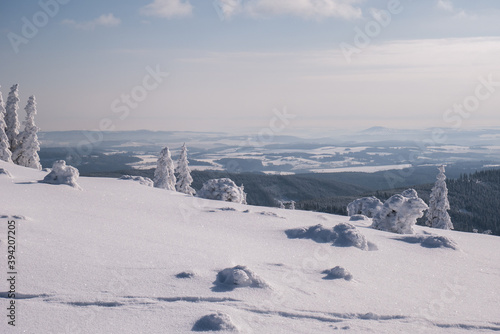 Frozen Trees in the Winter