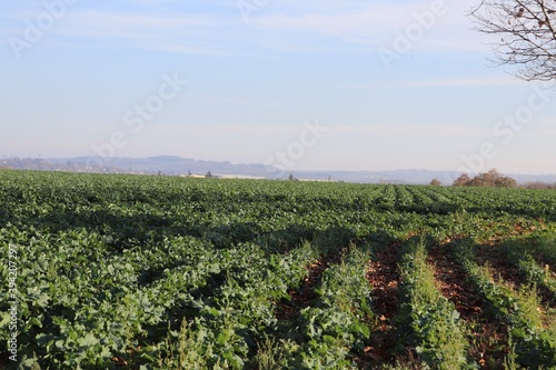 Champ cultivé, ville de Corbas, département du Rhône, France photo