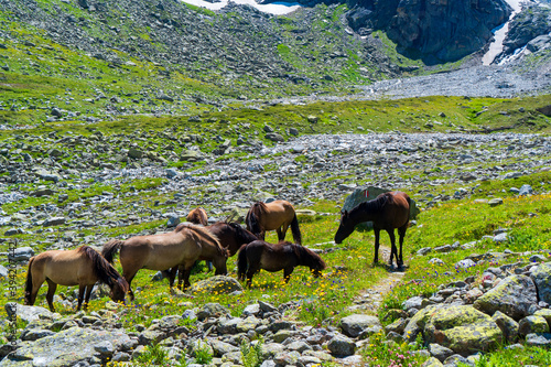 horses in Mount Hughes in Hohe Tauern Austrian Alps, Europe photo