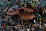 grzyb las kapelusz noga jesień