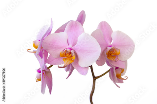 Portrait of pink-white orchid flower on the white background