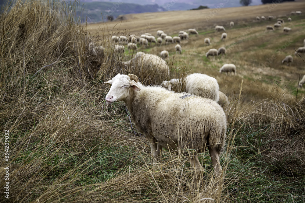 Obraz premium Sheep in field