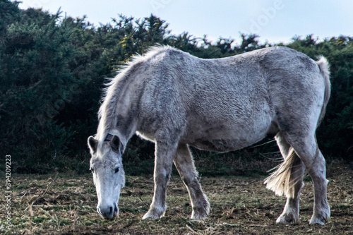 A Grey New Forest Pony, grazing in the morning light © Dave