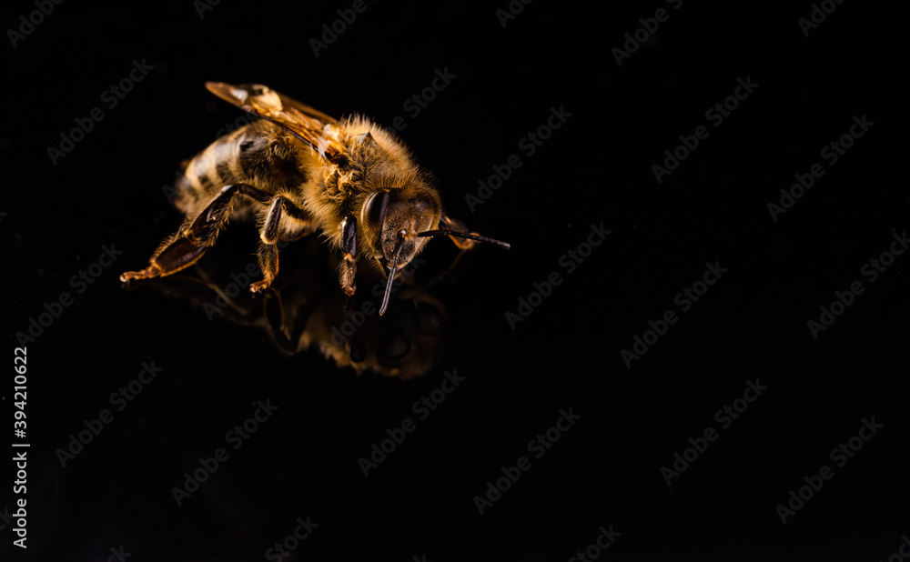 Naklejka premium Honey bee macro, isolated on black background. Bee concept. Copy space on left
