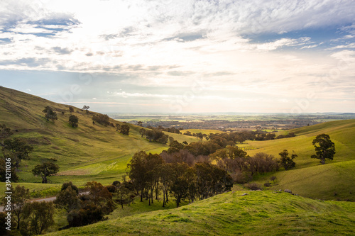 Views of hills and vineyards, green fields where sheeps use to feed. Cloudy sky and warm light at sunset time. Barossa valley, South Australia