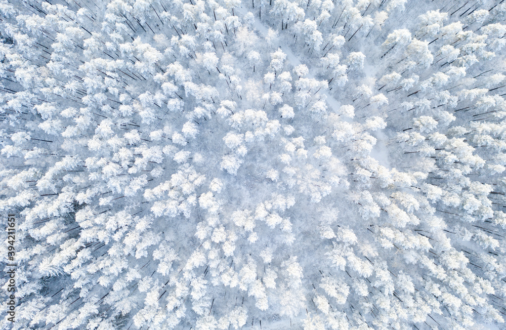 Obraz premium Aerial view of a winter snow covered pine forest. Winter forest texture. Aerial view. Aerial drone view of a winter landscape. Snow covered forest.