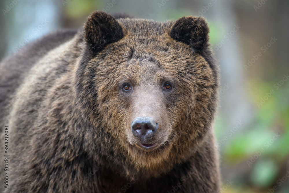 Close-up brown bear portrait. Danger animal in nature habitat. Big mammal Close-up brown bear portrait. Danger animal in nature habitat. Big mammal