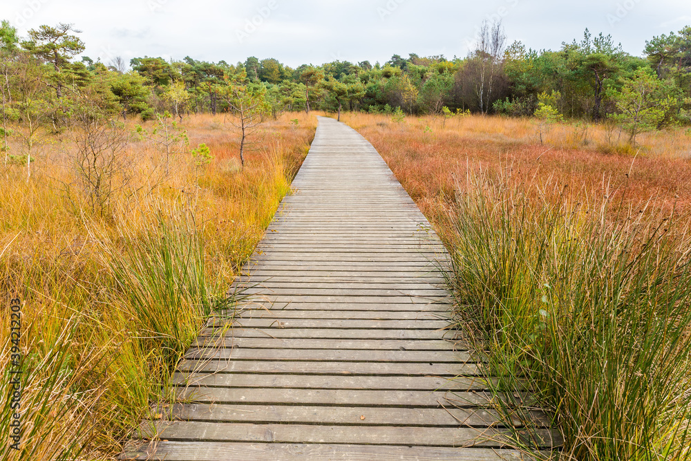 Straight wooden pedestrian path in dutch nature Straight wooden pedestrian path in dutch nature