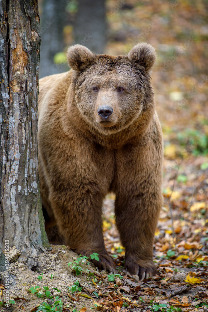 Close-up brown bear in autumn forest. Danger animal in nature habitat. Big mammal Close-up brown bear in autumn forest. Danger animal in nature habitat. Big mammal