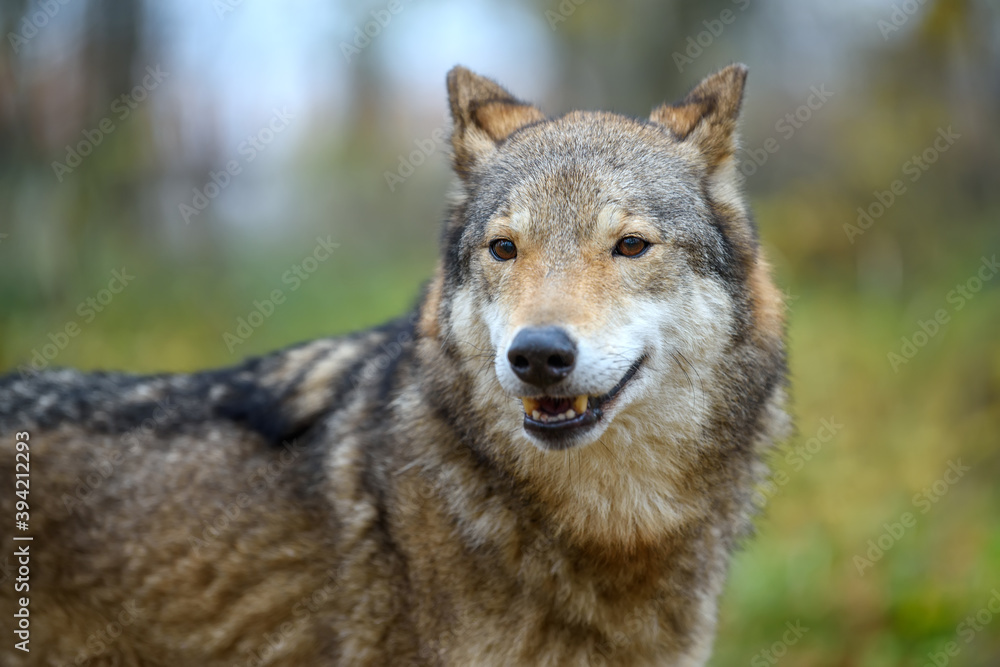 Close up portrait wolf in autumn forest background
