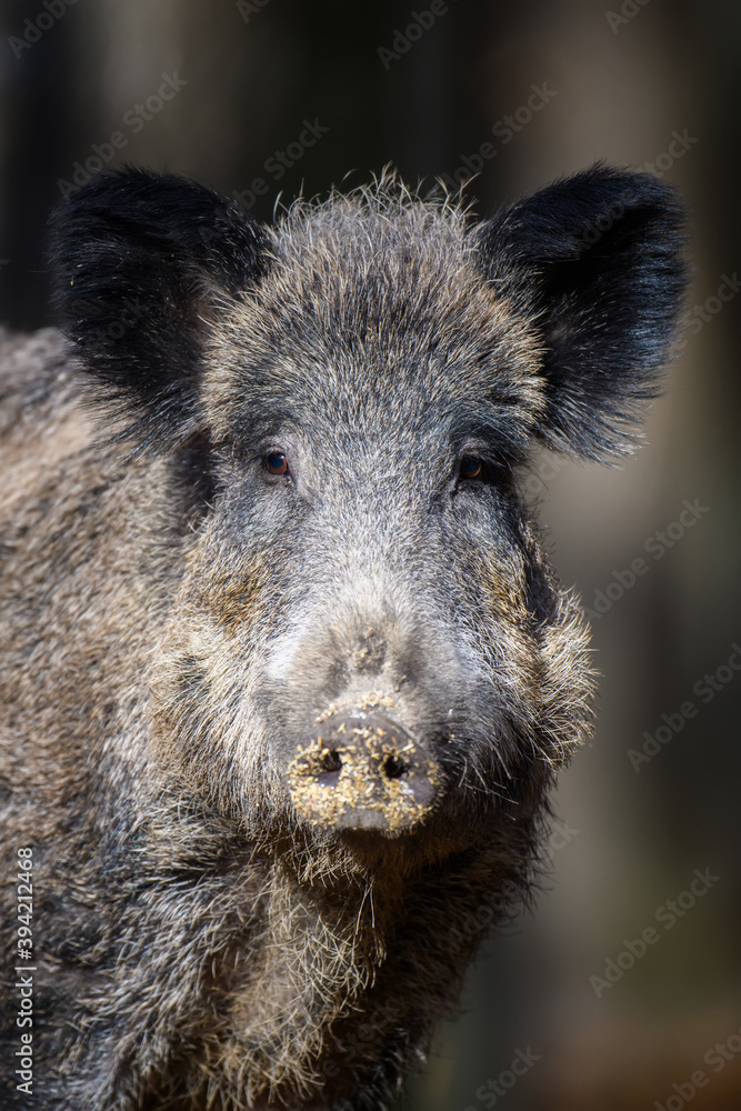 Portrait male Wild-boar in autumn forest Portrait male Wild-boar in autumn forest