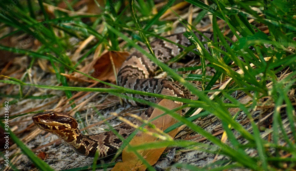 Obraz premium letter S 2