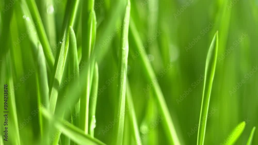 Abstract macro shot of blades of green grass. Dew drops shine with splendor. Beautiful lens blur bokeh. Slow motion shot. Сloseup rotation Abstract macro shot of blades of green grass. Dew drops shine with splendor. Beautiful lens blur bokeh. Slow motion shot. Сloseup rotation