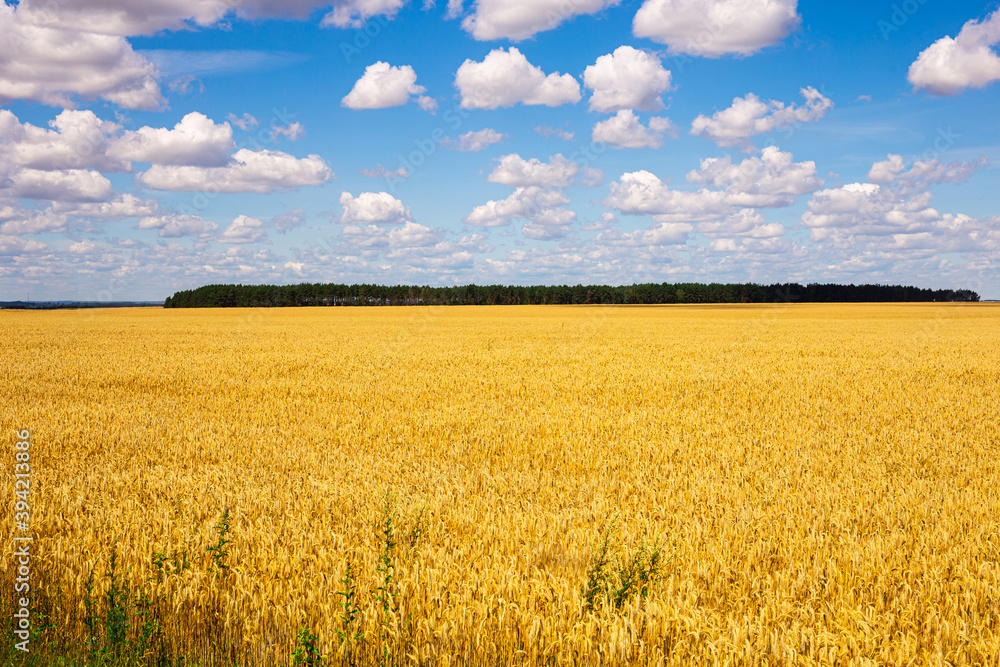 golden cereal field and blue sky towards cumulus clouds golden cereal field and blue sky towards cumulus clouds