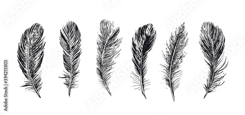 Feathers. Hand drawn sketch style.  © Aleksandr