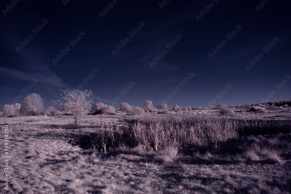 infrared photography - ir photo of landscape with tree under sky with clouds - the art of our world and plants in the infrared camera spectrum