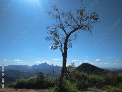 tree in mountains