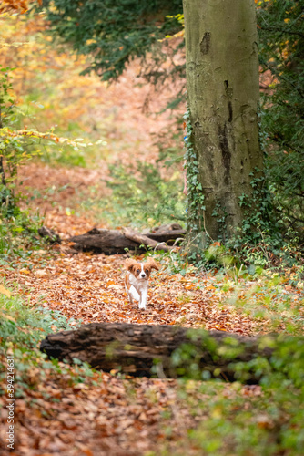 Cavalier King Charles Spaniel running through English woods