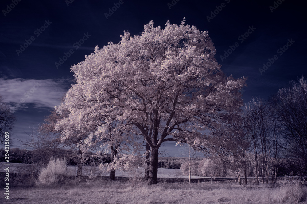 infrared photography ir photo of landscape with tree under sky with