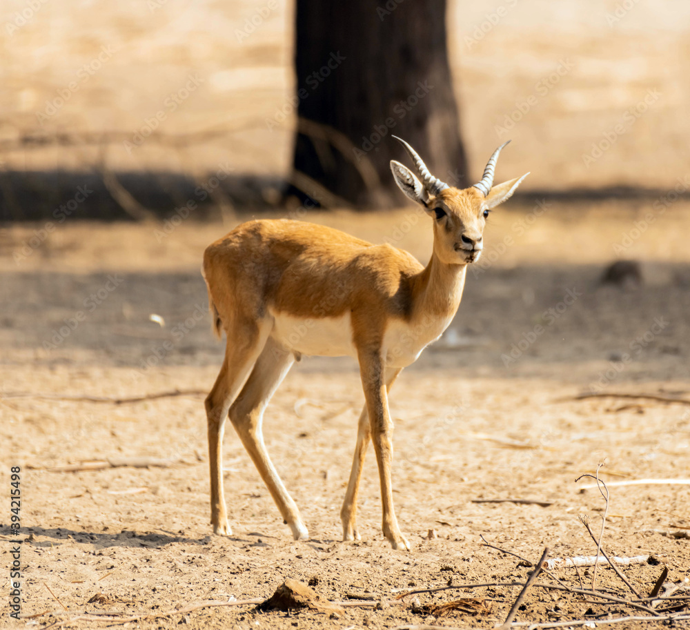 Beautiful Wild Animal Blackbuck Deer (Antilope Cervicapra) or Indian Antelope in Desert Beautiful Wild Animal Blackbuck Deer (Antilope Cervicapra) or Indian Antelope in Desert