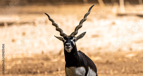 Photography Beautiful Wild Animal Blackbuck Deer (Antilope Cervicapra) or Indian Antelope in