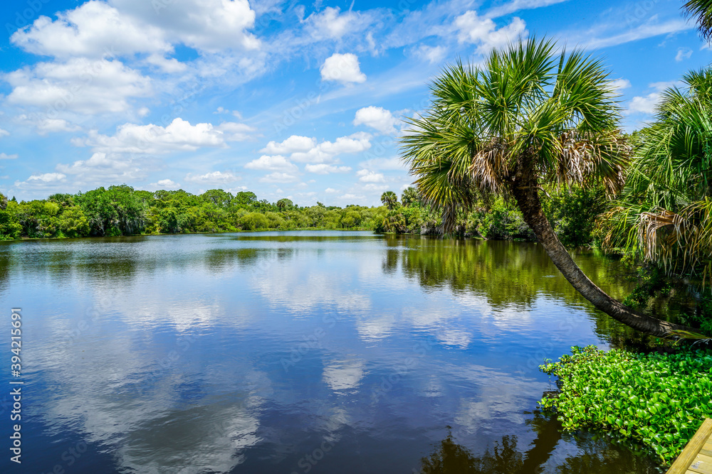 The Myakka River showing off its beautiful calm waters on this sunny summer day.