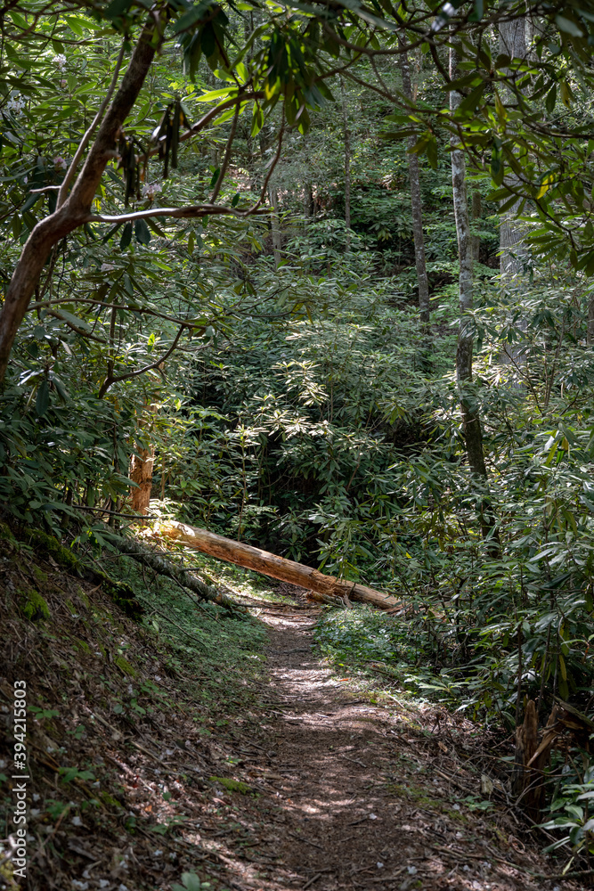 Fototapeta premium Fallen Tree Blocks Trail