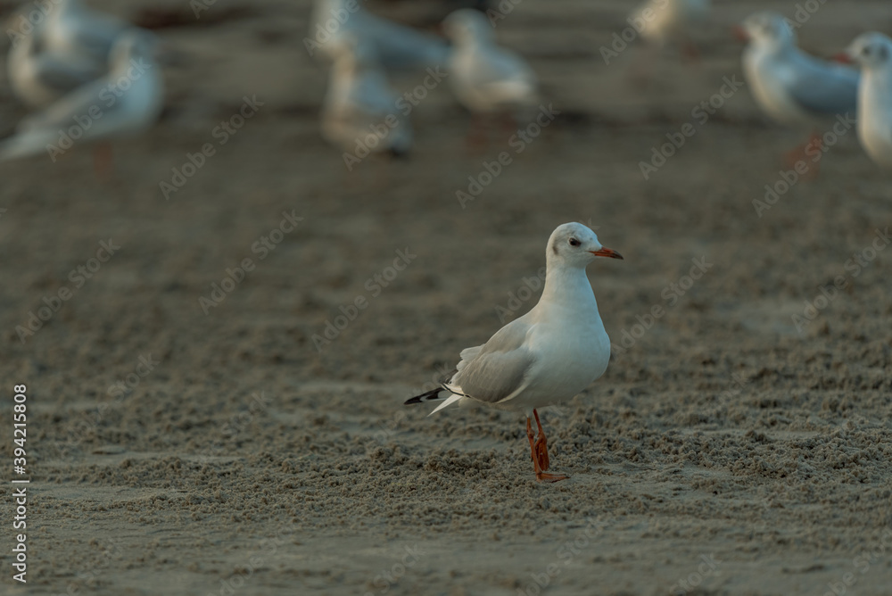 white bird gull walks on the beach sand white bird gull walks on the beach sand