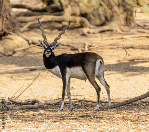 Beautiful Wild Animal Blackbuck Deer (Antilope Cervicapra) or Indian Antelope in Desert