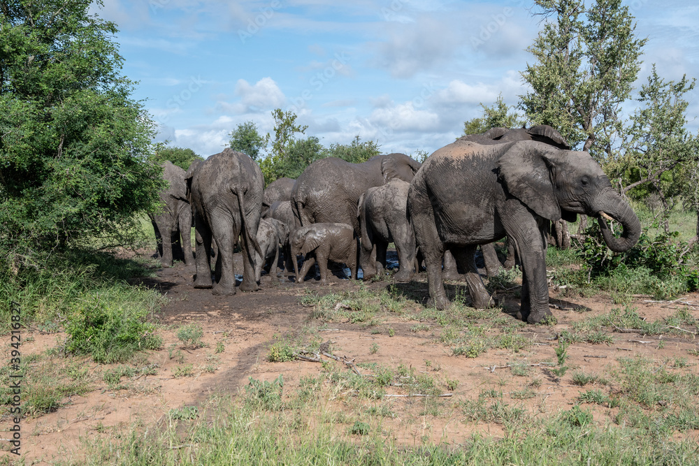 A family group of African Elephants (Loxodonta africana) enjoying a mud bath in the Tiimbavati Reserve, South Africa