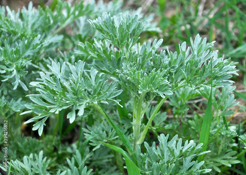 Bitter wormwood (Artemisia absinthium) bush grows in nature