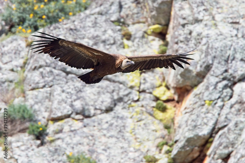 Tableau sur toile Griffon Vulture (Gyps fulvus) in flight, Monfrague National Park, Extremadura, Spain