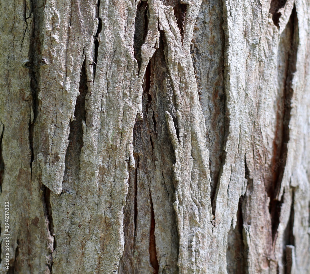 A close view of the cracks in the tree bark. A close view of the cracks in the tree bark.