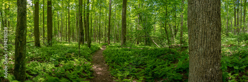 Tableau sur toile Fern Gully Forest Pano