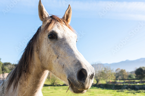 nice white horse with his ears held high in the field. he has a straw in his mouth. pets concept © Alberto