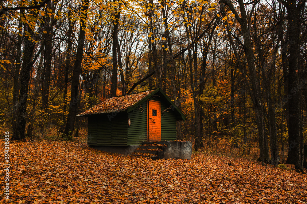 Beautiful single small wood house in autumn forest. Relax in nature. Wooden minimalistic cottage.