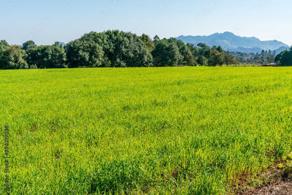 Field full of colours with mountains at background