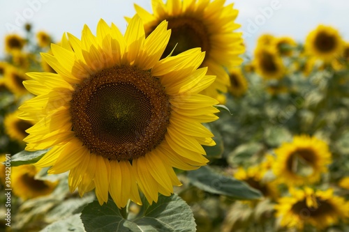 Sunflower in a field in a summer daylight