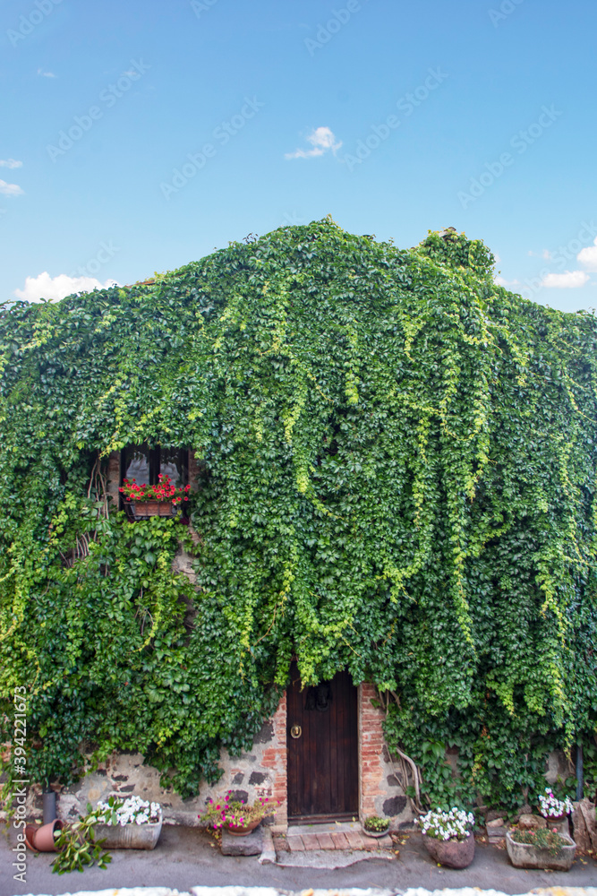 Hose covered with green climbing ivy Hose covered with green climbing ivy