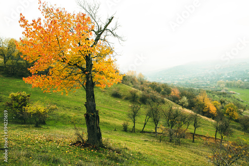 Fototapeta Naklejka Na Ścianę i Meble -  Beautiful autumn landscape with lone tree stands in a green field. Nature in Europe. Amazing place for travel.