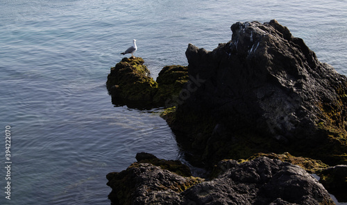 Seagull perched on a moss covered rock in the sea