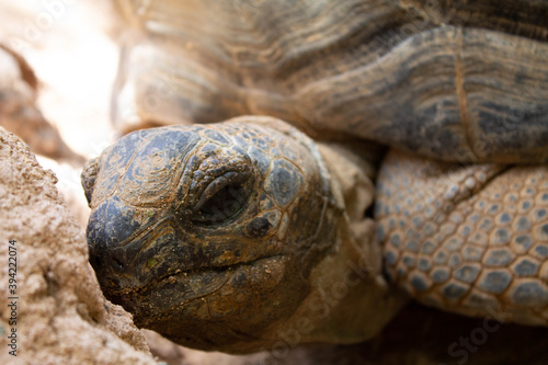 Closeup shot of the head of a big tortoise