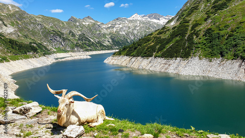 Goat with huge horns resting at the lake artificial side in high Alps. The lake stretches over a vast territory, shining with navy blue color. The dam is surrounded by high mountains. Natural habitat photo