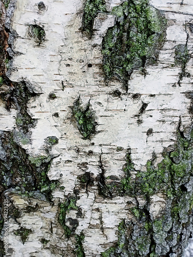 Natural background of the birch tree trunk