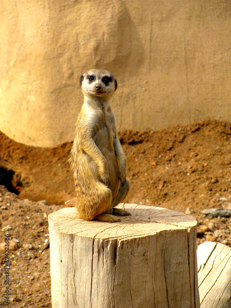 Suricata suricatta. La Suricata es una de las mangostas mas pequeñas ...